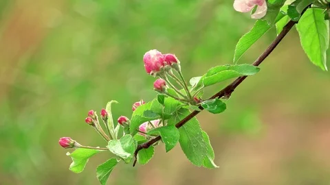 Blossoming apple tree in the rain Stock Footage 106808589