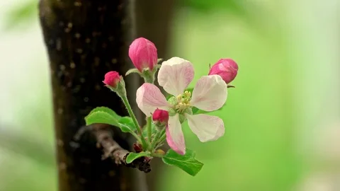 Blossoming apple tree in the rain 스톡 동영상 106808590