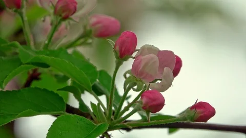Blossoming apple tree in the rain 스톡 동영상 106808607