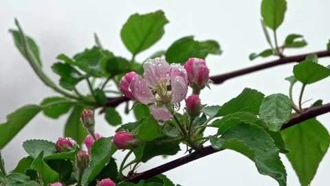 Blossoming apple tree in the rain 스톡 동영상 107772185