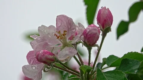 Blossoming apple tree in the rain Stock Footage 107772288