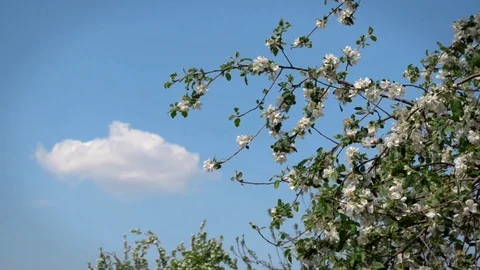 Blossoming apple tree in spring against blue sky, white cloud, bees fly around Stock Footage 122510964