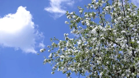 Blossoming apple tree in spring against blue sky, white cloud, bees fly around Stock Footage 122510983