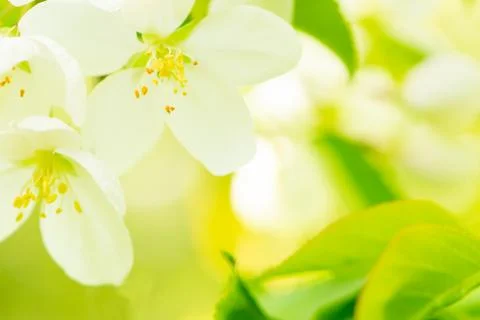 Blossoming Apple-Tree. Spring Apple Blossoms. Shallow Dof.. Stock Photos