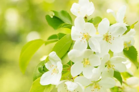 Blossoming Apple-Tree. Spring Apple Blossoms. Shallow Dof.. Stock Photos