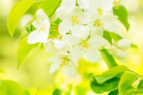 Blossoming Apple-Tree. Spring Apple Blossoms. Shallow Dof.. Stock Photos