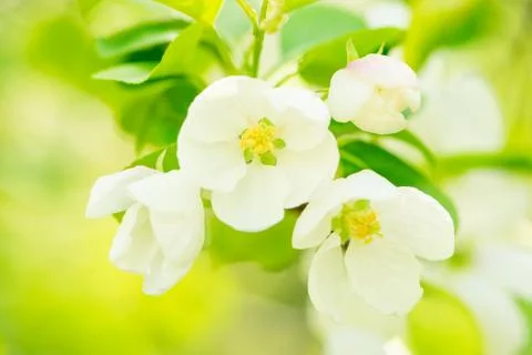 Blossoming Apple-Tree. Spring Apple Blossoms. Shallow Dof.. Stock Photos