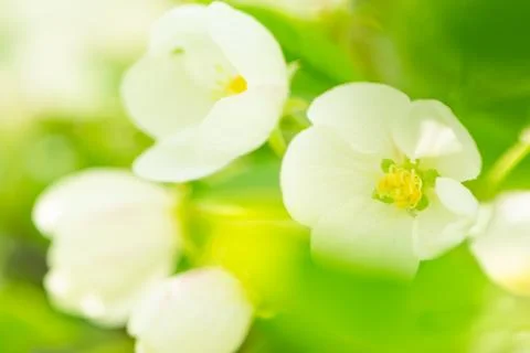 Blossoming Apple-Tree. Spring Apple Blossoms. Shallow Dof.. Stock Photos
