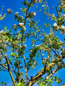 Blossoming Apple Tree in Spring - April 19, 2019 Stock Photos