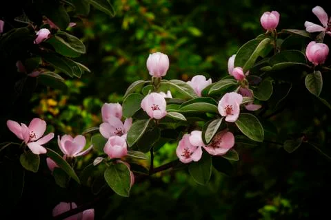Blossoming apple tree, spring blurred background, toned image, selective focu Stock Photos