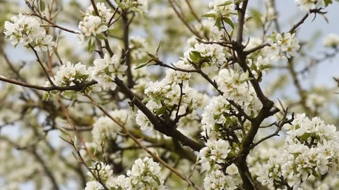 Blossoming apple tree in spring Stock Footage 129625322