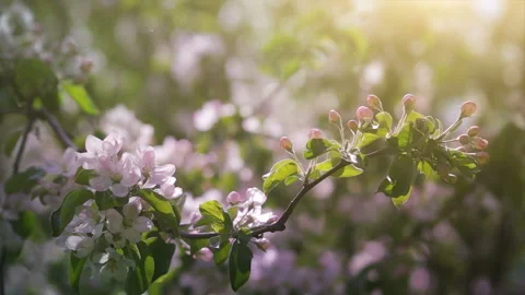 Blossoming Apple tree in Spring Garden, Seasonal FullHD Video Background Video stock 133125558