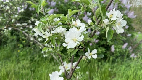 Blossoming apple tree in spring orchard. Video stock 334575651
