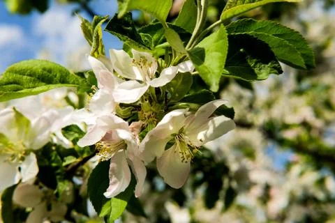 Blossoming apple tree in spring Stock Photos
