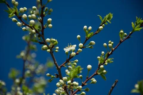 Blossoming apple tree in spring Stock Photos