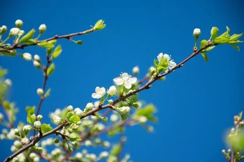 Blossoming apple tree in spring Stock Photos