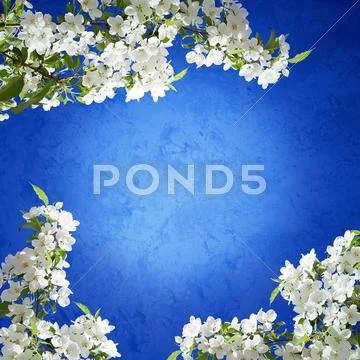 Blossoming apple tree spring photo Stock Illustration