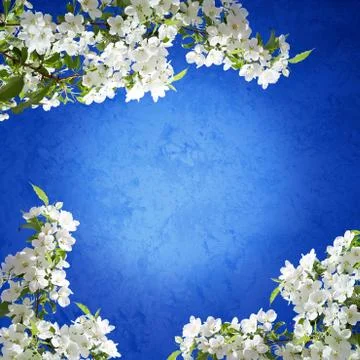 Blossoming apple tree spring photo Stock Illustration