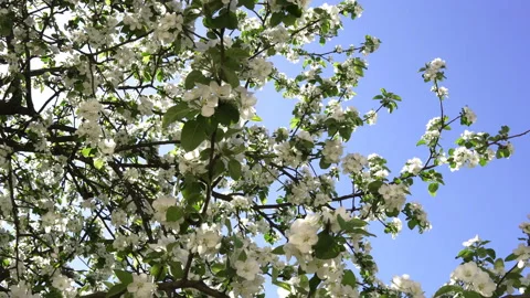 Blossoming Apple Tree On A Spring Sunny Day. Stock-Footage 89143614