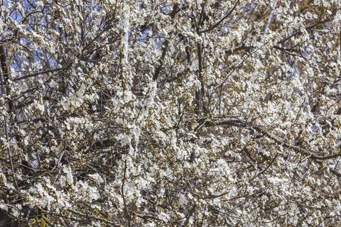 Blossoming of an apple-tree in the spring.Beautiful background Stock Photos