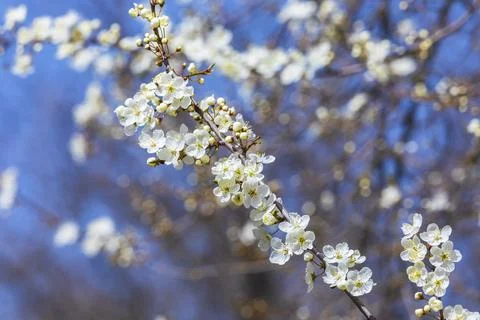 Blossoming of an apple-tree in the spring.Beautiful background Stock Photos