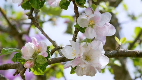 Blossoming Apple Tree in Springtime Stock-Footage 128756854