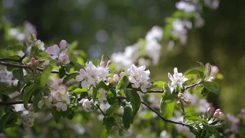 Blossoming Apple Tree Springtime Garden Stock Footage 131079632
