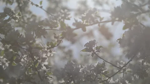 Blossoming Apple tree in Sunlight Stock Footage 63613400