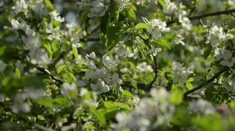 Blossoming Apple tree in Sunlight Stock Footage 63613515