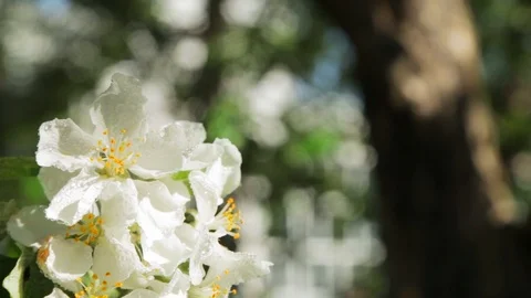 Blossoming apple tree in Sunny spring weather. The very beautiful flower on whic Stock Footage 90248094