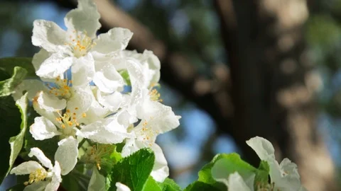 Blossoming apple tree in Sunny spring weather. The very beautiful flower on whic 스톡 동영상 90248096