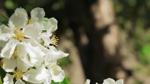 Blossoming apple tree in Sunny spring weather. The very beautiful flower on whic Stock Footage 90248102