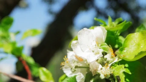 Blossoming apple tree in Sunny spring weather. The very beautiful flower on whic 스톡 동영상 90248104