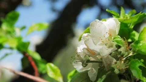Blossoming apple tree in Sunny spring weather. The very beautiful flower on whic Stock Footage 90248107
