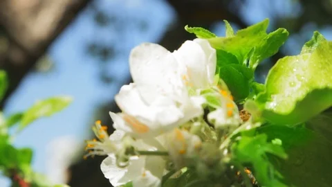 Blossoming apple tree in Sunny spring weather. The very beautiful flower on whic Stock Footage 90248112