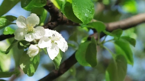 Blossoming apple tree in Sunny spring weather. The very beautiful flower on whic Video stock 90248115