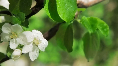 Blossoming apple tree in Sunny spring weather. The very beautiful flower  스톡 동영상 90248118