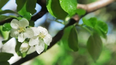 Blossoming apple tree in Sunny spring weather. The very beautiful flower on whic Stock Footage 90248120