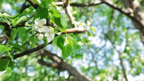 Blossoming apple tree in Sunny spring weather. The very beautiful flower on whic Video stock 90248124