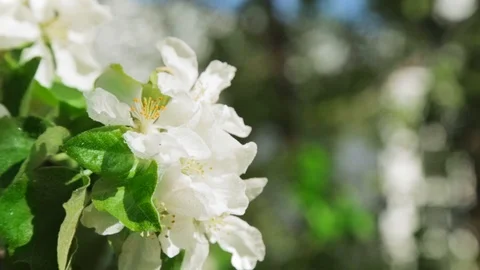 Blossoming apple tree in Sunny spring weather. The very beautiful flower on whic Stock Footage 90248133