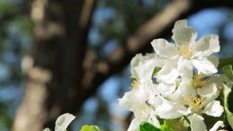 Blossoming apple tree in Sunny spring weather. The very beautiful flower on whic Stock Footage 90249997
