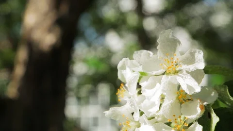 Blossoming apple tree in Sunny spring weather. The very beautiful flower on whic Vídeo Stock 90250000