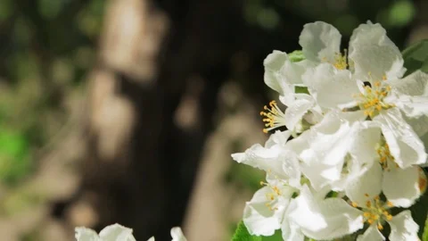 Blossoming apple tree in Sunny spring weather. The very beautiful flower on whic 스톡 동영상 90250003