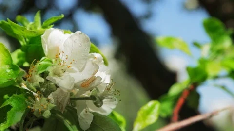 Blossoming apple tree in Sunny spring weather. The very beautiful flower on whic Stock Footage 90250009