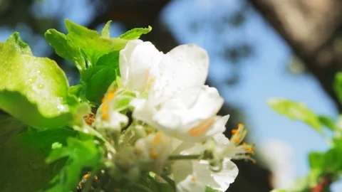 Blossoming apple tree in Sunny spring weather. The very beautiful flower on whic Stock Footage 90250012