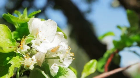 Blossoming apple tree in Sunny spring weather. The very beautiful flower on whic Video stock 90250013