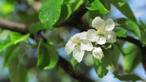 Blossoming apple tree in Sunny spring weather. The very beautiful flower on whic Stock Footage 90250016