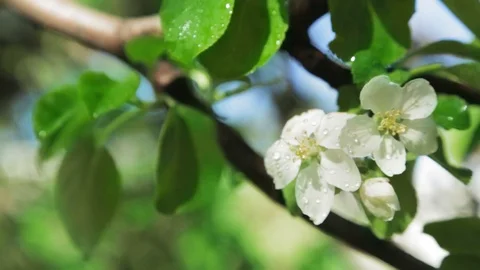 Blossoming apple tree in Sunny spring weather. The very beautiful flower on whic Stock Footage 90250018