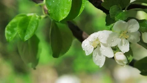 Blossoming apple tree in Sunny spring weather. The very beautiful flower on whic Vídeos de archivo 90250020
