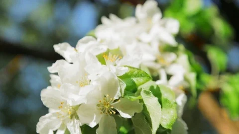 Blossoming apple tree in Sunny spring weather. The very beautiful flower on whic Stock Footage 90250021